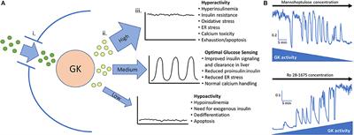 Reducing Glucokinase Activity to Enhance Insulin Secretion: A Counterintuitive Theory to Preserve Cellular Function and Glucose Homeostasis